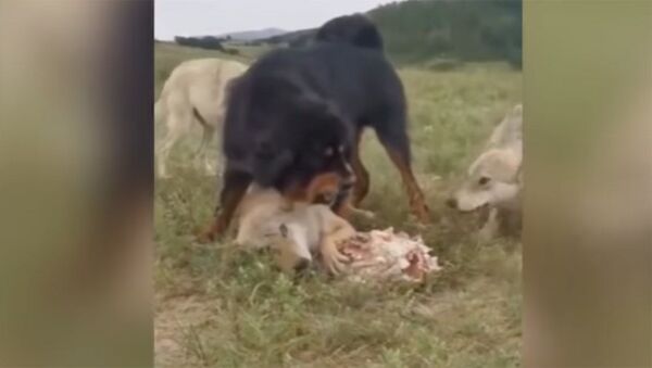Мастиф защищает старого волка и его добычу от голодной стаи — видео - Sputnik Кыргызстан
