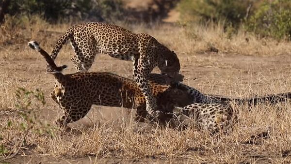 Леопарды сошлись в яростной схватке за самку, а она их разогнала — видео - Sputnik Кыргызстан