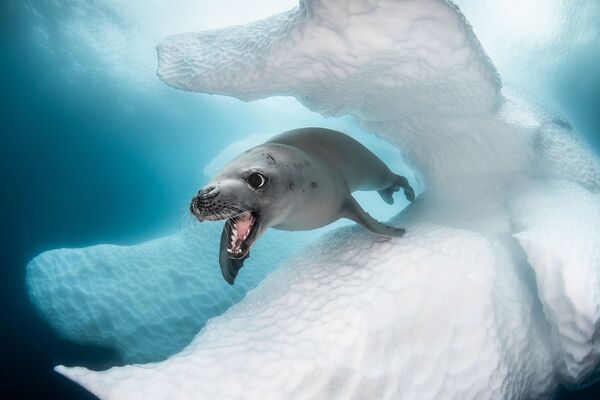 Снимок Gaspare фотографа Greg Lecoeur, победивший в номинации Best of Show конкурса 2019 Ocean Art Underwater Photo - Sputnik Кыргызстан