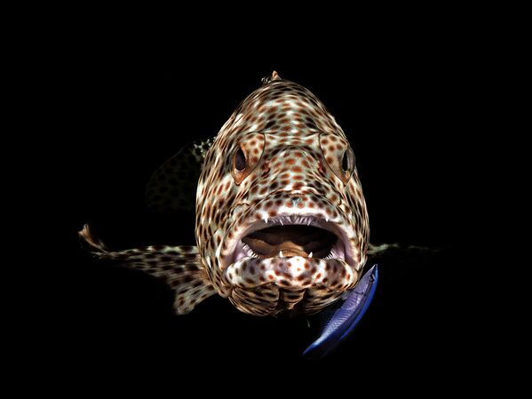 Снимок Open Mouth Grouper фотографа Ferenc Lorincz, занявший первое место в категории Compact Behavior конкурса 2019 Ocean Art Underwater Photo - Sputnik Кыргызстан