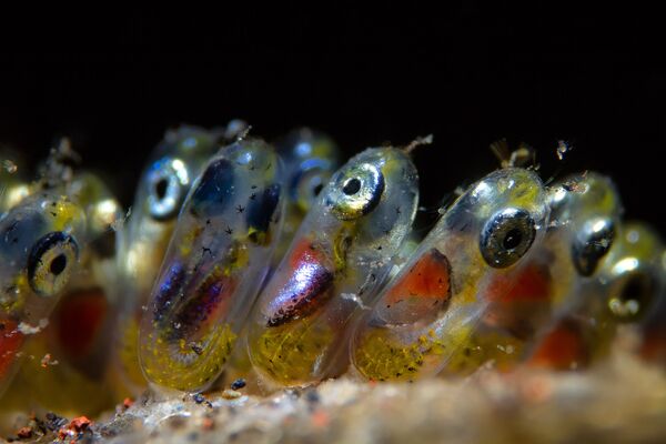 Снимок Clownfish Eggs фотографа Paolo Isgro, победивший в номинации Supermacro конкурса 2019 Ocean Art Underwater Photo - Sputnik Кыргызстан