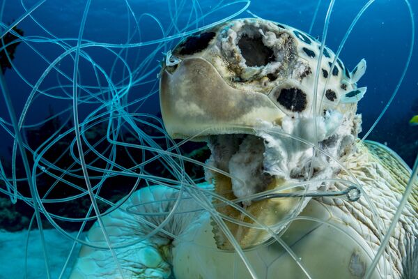 Снимок The Victim фотографа Shane Gross, победивший в номинации Conservation конкурса 2019 Ocean Art Underwater Photo - Sputnik Кыргызстан