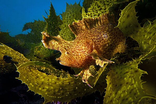 Снимок Blended фотографа Talia Greis, победивший в номинации Compact Wide Angle конкурса 2019 Ocean Art Underwater Photo - Sputnik Кыргызстан