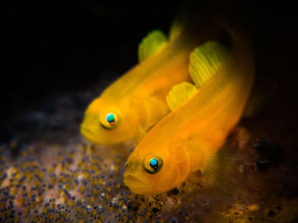 Снимок Lemon Goby фотографа Stan Chen, победивший в номинации Compact Macro конкурса 2019 Ocean Art Underwater Photo - Sputnik Кыргызстан