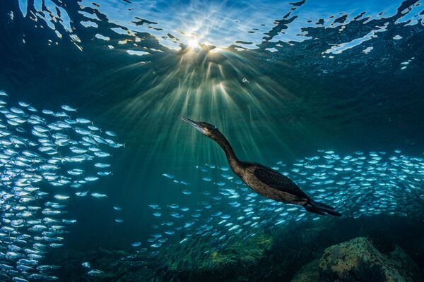 Снимок Strange Encounters фотографа Hannes Klostermann, занявший четвертое место в категории Marine Life Behavior конкурса 2019 Ocean Art Underwater Photo - Sputnik Кыргызстан