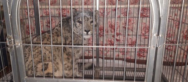 Жарадар болгон Жаабарс аттуу илбирс. Архив - Sputnik Кыргызстан