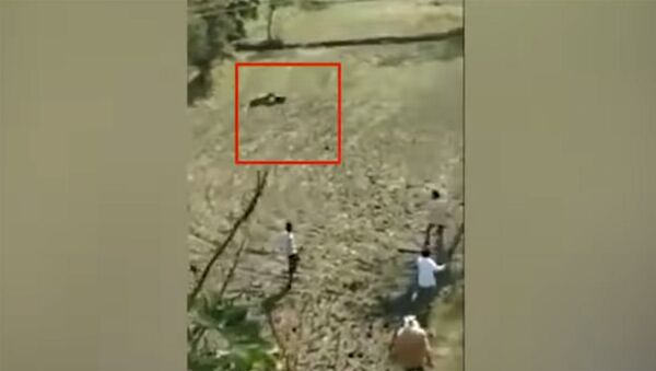 Тигр напал на мужчину, но тот притворился мертвым и выжил. Видео - Sputnik Кыргызстан