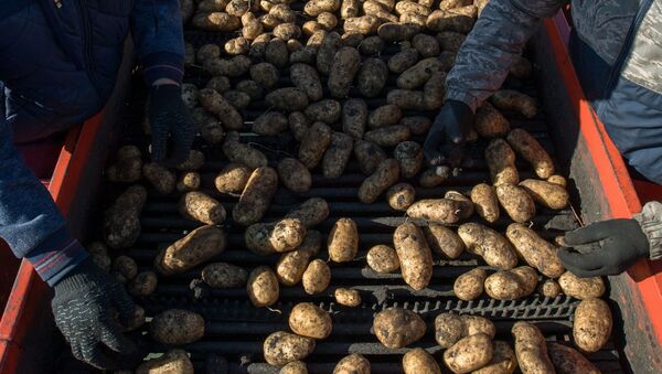 Сбор урожая картофеля. Архивное фото - Sputnik Кыргызстан