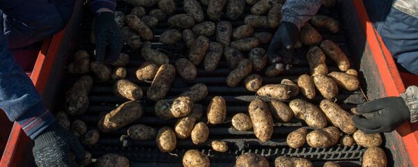 Сбор урожая картофеля. Архивное фото - Sputnik Кыргызстан