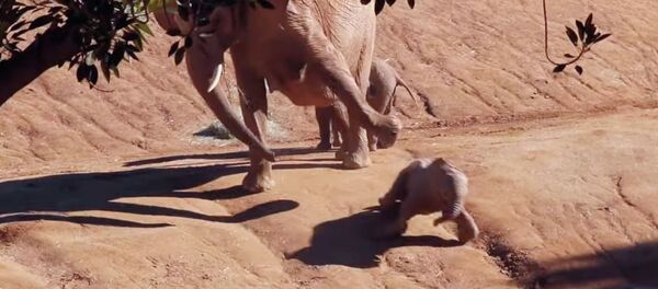 Прочь от моего ребенка! Слониха грубо оттолкнула чужого слоненка — видео Прочь от моего ребенка! Слониха грубо оттолкнула чужого слоненка — видео - Sputnik Кыргызстан