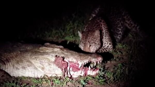 Смелый леопард вырывал мясо жертвы из пасти крокодила. Видео - Sputnik Кыргызстан
