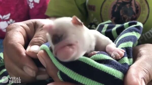 В Таиланде родился щенок-циклоп с наростом, как у единорога. Видео - Sputnik Кыргызстан