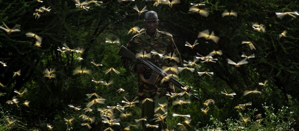 Нашествие пустынной саранчи в странах восточной Африки. Архивное фото - Sputnik Кыргызстан