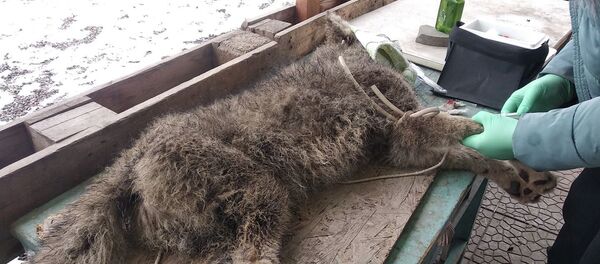 Поимка волка по улице Республиканской в Бишкеке - Sputnik Кыргызстан