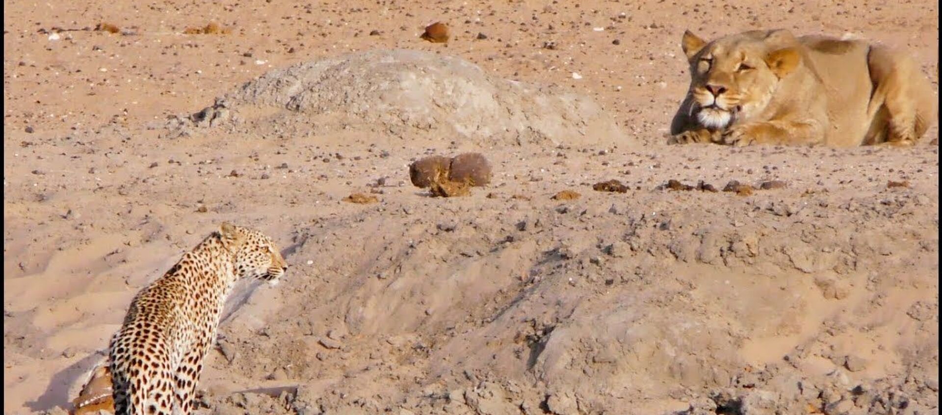 Вначале не заметил, а потом еле ноги унес — видео охоты львицы на леопарда - Sputnik Кыргызстан, 1920, 09.02.2021