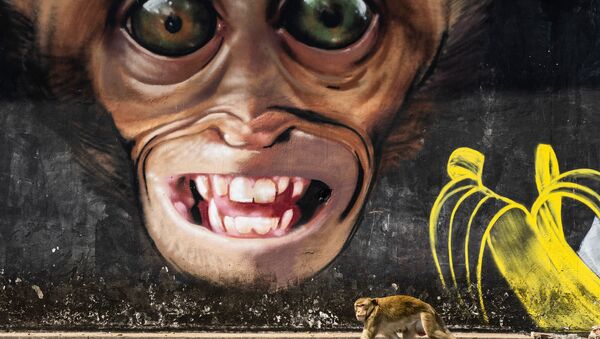 Снимок Monkey grafitti из серии Monkey city профессионального испанского фотографа Joan de la Malla, вошедший в шорт-лист конкурса 2020 Sony World Photography Awards в категории Natural World & Wildlife - Sputnik Кыргызстан
