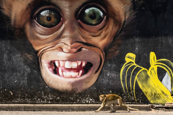 Снимок Monkey grafitti из серии Monkey city профессионального испанского фотографа Joan de la Malla, вошедший в шорт-лист конкурса 2020 Sony World Photography Awards в категории Natural World & Wildlife - Sputnik Кыргызстан