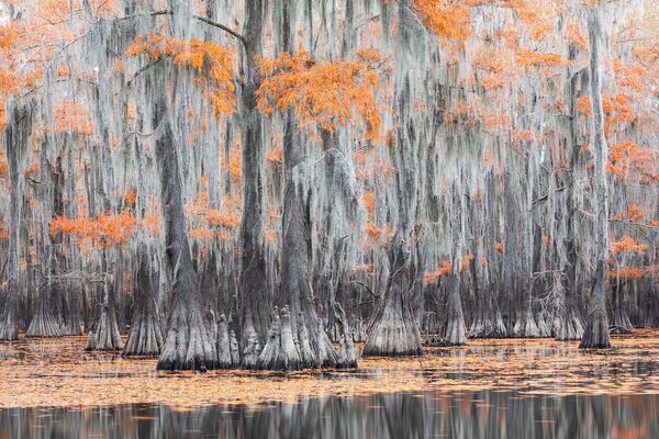 Снимок Orange & Gray из серии Swamps in Autumn профессионального итальянского фотографа Mauro Battistelli, вошедший в шорт-лист конкурса 2020 Sony World Photography Awards в категории Landscape - Sputnik Кыргызстан