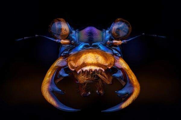 Снимок Tiger beetle из серии Beauty of the small world профессионального французского фотографа Pierre Anquet, вошедший в шорт-лист конкурса 2020 Sony World Photography Awards в категории Natural World & Wildlife - Sputnik Кыргызстан