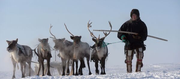 Бугу айдап бараткан Ямало-Ненец өрөөнүнүн жашоочусу. Архив Бугу айдап бараткан Ямало-Ненец өрөөнүнүн жашоочусу. Архив - Sputnik Кыргызстан