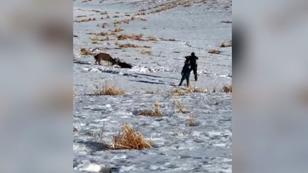 Егерь точным выстрелом разнял запутавшихся рогами оленей. Видео - Sputnik Кыргызстан