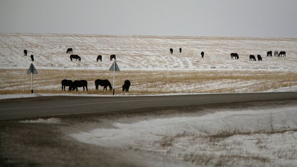 Лошади пасутся у дороги. Архивное фото - Sputnik Кыргызстан