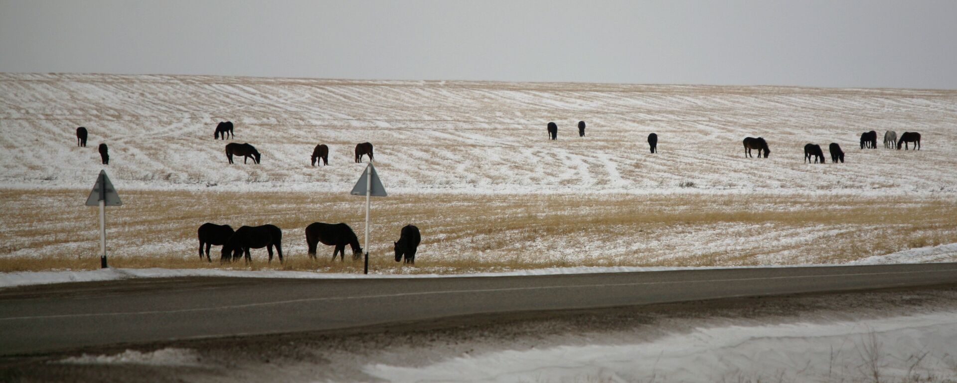 Лошади на поле у дороги. Архивное фото - Sputnik Кыргызстан, 1920, 28.10.2025