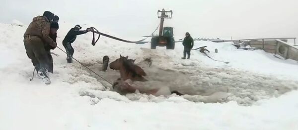 Табун лошадей провалился под лед, их спасли с помощью трактора. Видео Табун лошадей провалился под лед, их спасли с помощью трактора. Видео - Sputnik Кыргызстан
