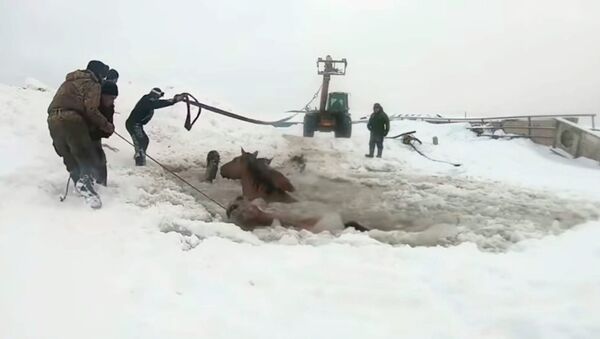 Табун лошадей провалился под лед, их спасли с помощью трактора. Видео - Sputnik Кыргызстан
