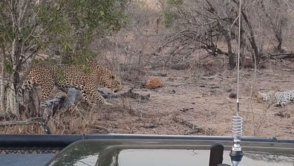 Коварный сородич — леопард грубо прогнал спящую самку из-за добычи. Видео - Sputnik Кыргызстан