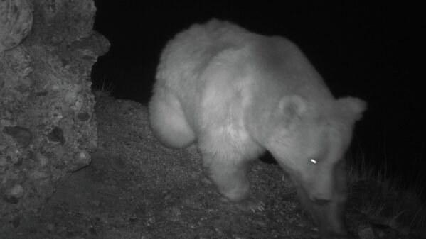Медведь бродит ночью по горам в поисках еды - Sputnik Кыргызстан