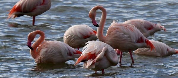 Розовые фламинго. Архивное фото - Sputnik Кыргызстан