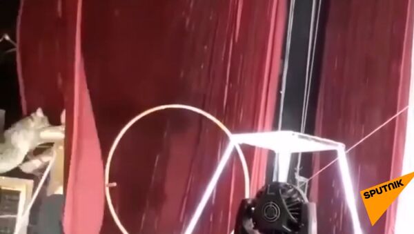 Рысь напала на дрессировщика — видео с циркового шоу - Sputnik Кыргызстан