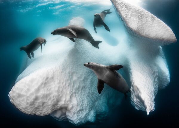 Снимок Frozen Mobile Home французского фотографа Greg Lecouer, ставший победителем конкурса The Underwater Photographer of the Year 2020 - Sputnik Кыргызстан