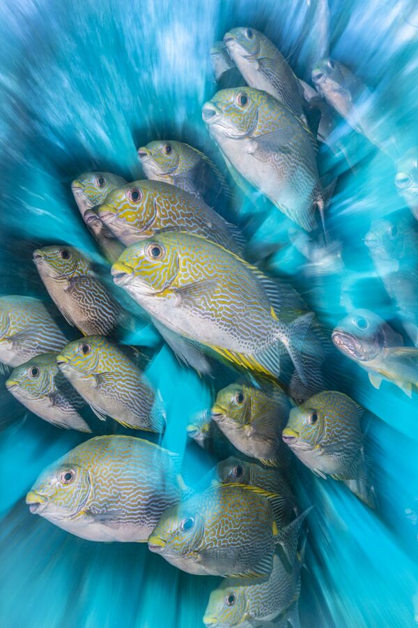 Снимок Rabbit Fish Zoom Blur британского фотографа Nicholas More, победивший в номинации British Underwater Photographer of the Year конкурса The Underwater Photographer of the Year 2020 - Sputnik Кыргызстан