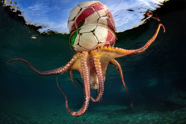 Снимок Octopus Training итальянского фотографа Pasquale Vassallo, победивший в категории Behaviour конкурса The Underwater Photographer of the Year 2020 - Sputnik Кыргызстан