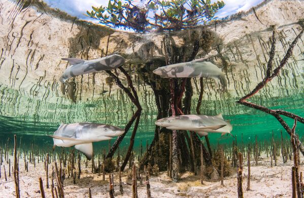 Снимок Lemon shark nursery багамского фотографа Anita Kainrath, ставший победителем конкурса The Underwater Photographer of the Year 2020 в категории Up & Coming - Sputnik Кыргызстан