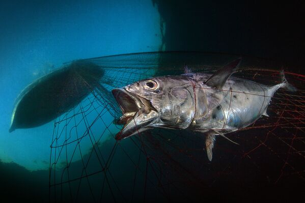 Снимок Last Dawn, Last Gasp итальянского фотографа Pasquale Vassallo, ставший победителем конкурса The Underwater Photographer of the Year 2020 в категории Marine Conservation - Sputnik Кыргызстан