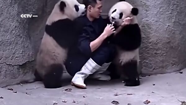 Сабырдуу экен. Пандалардын ветеринар жигиттин айласын кетирген видеосу - Sputnik Кыргызстан