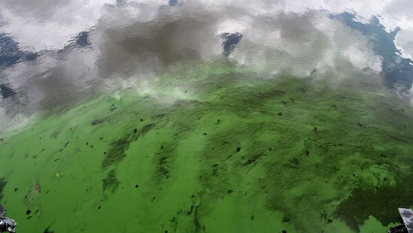 Вода окрашенная в зеленый цвет. Архивное фото - Sputnik Кыргызстан