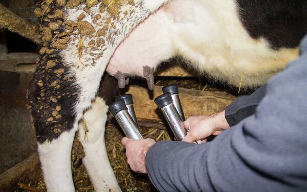 Для получения постоянного дохода Константин Якименко купил высокоудойных коров и сдает молоко. - Sputnik Кыргызстан