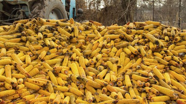 Урожай кукурузы. Архивное фото - Sputnik Кыргызстан