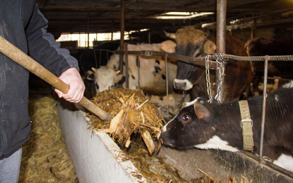 Так как сено в этом году дорогое, коров кормят ячменем, силосом и свекловичным жомом. - Sputnik Кыргызстан