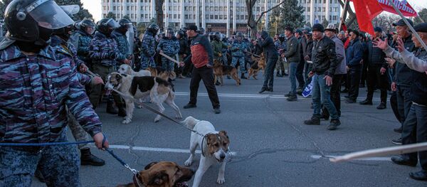 Сотрудники правоохранительных органов с собаками во время силового разгона сторонников Садыра Жапарова на площади Ала-Тоо в Бишкеке Сотрудники правоохранительных органов с собаками во время силового разгона сторонников Садыра Жапарова на площади Ала-Тоо в Бишкеке - Sputnik Кыргызстан