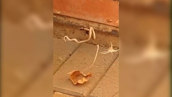 Загнал в паутину и убил — паук сошелся в схватке со змеей. Видео - Sputnik Кыргызстан