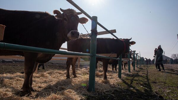 Коровы на ферме. Архивное фото - Sputnik Кыргызстан