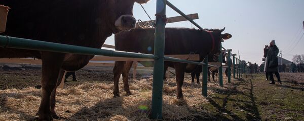 Бишкектин четиндеги Ысык-Ата районунун Красная Речка айылында региондон келген мал багуучулардын катышуусунда семинар жана көргөзмө өттү - Sputnik Кыргызстан