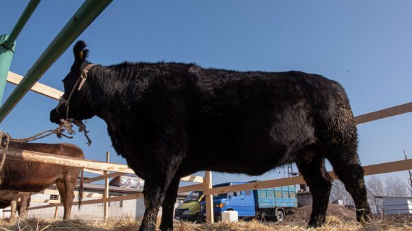 Республиканский семинар-выставка в селе Красная Речка Ысык-Атинского района  - Sputnik Кыргызстан
