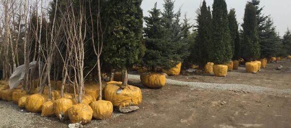 Бишкектеги көчөт саткан жайлар  - Sputnik Кыргызстан