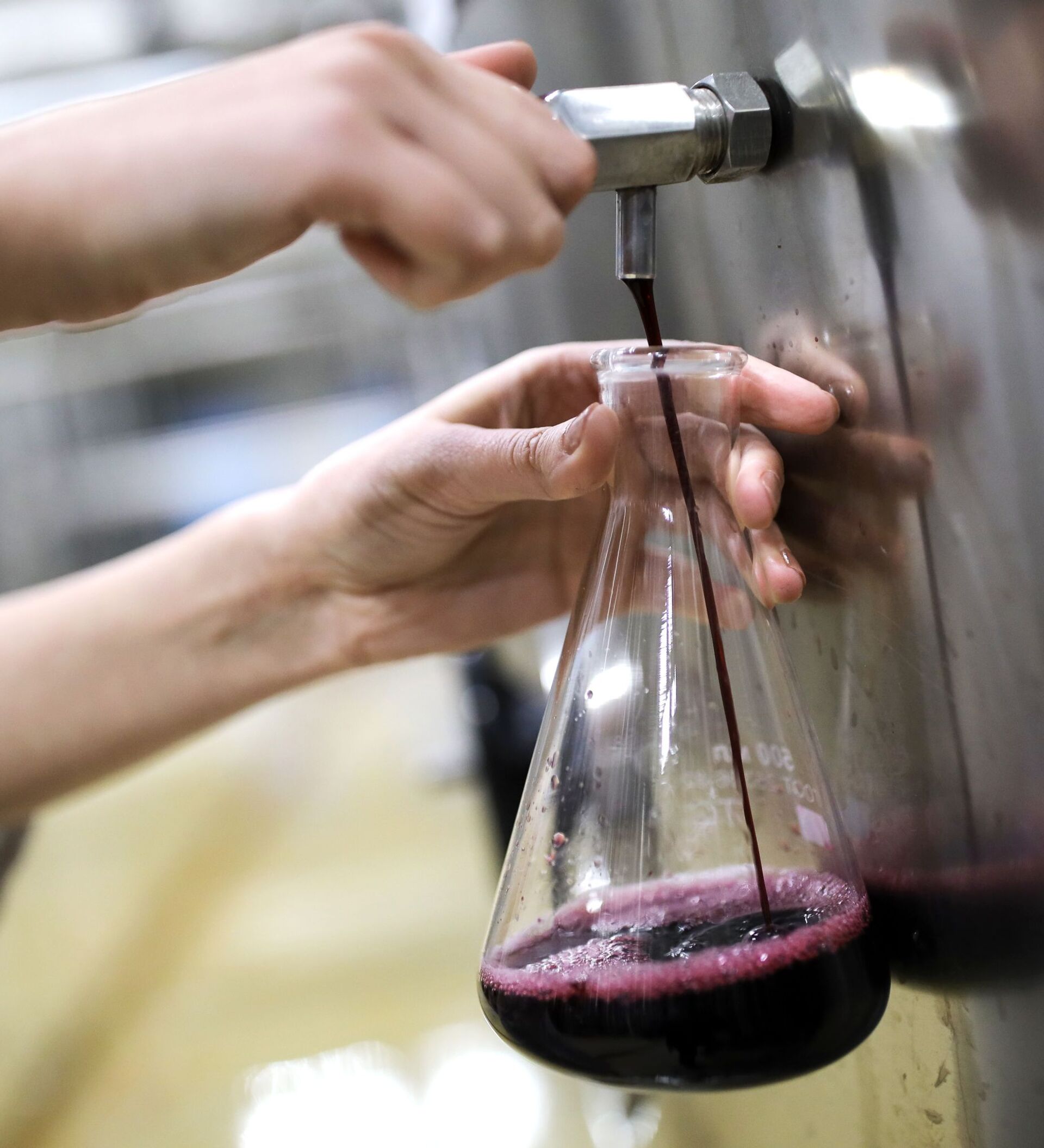 Остановилось вино. Спиртовое брожение вино. Виноделие брожение. Микробиология виноделия. Спиртовое брожение в виноделии.